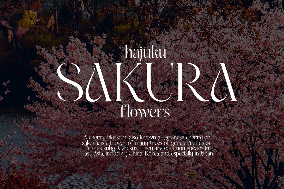 Ambrosia Modern Serif