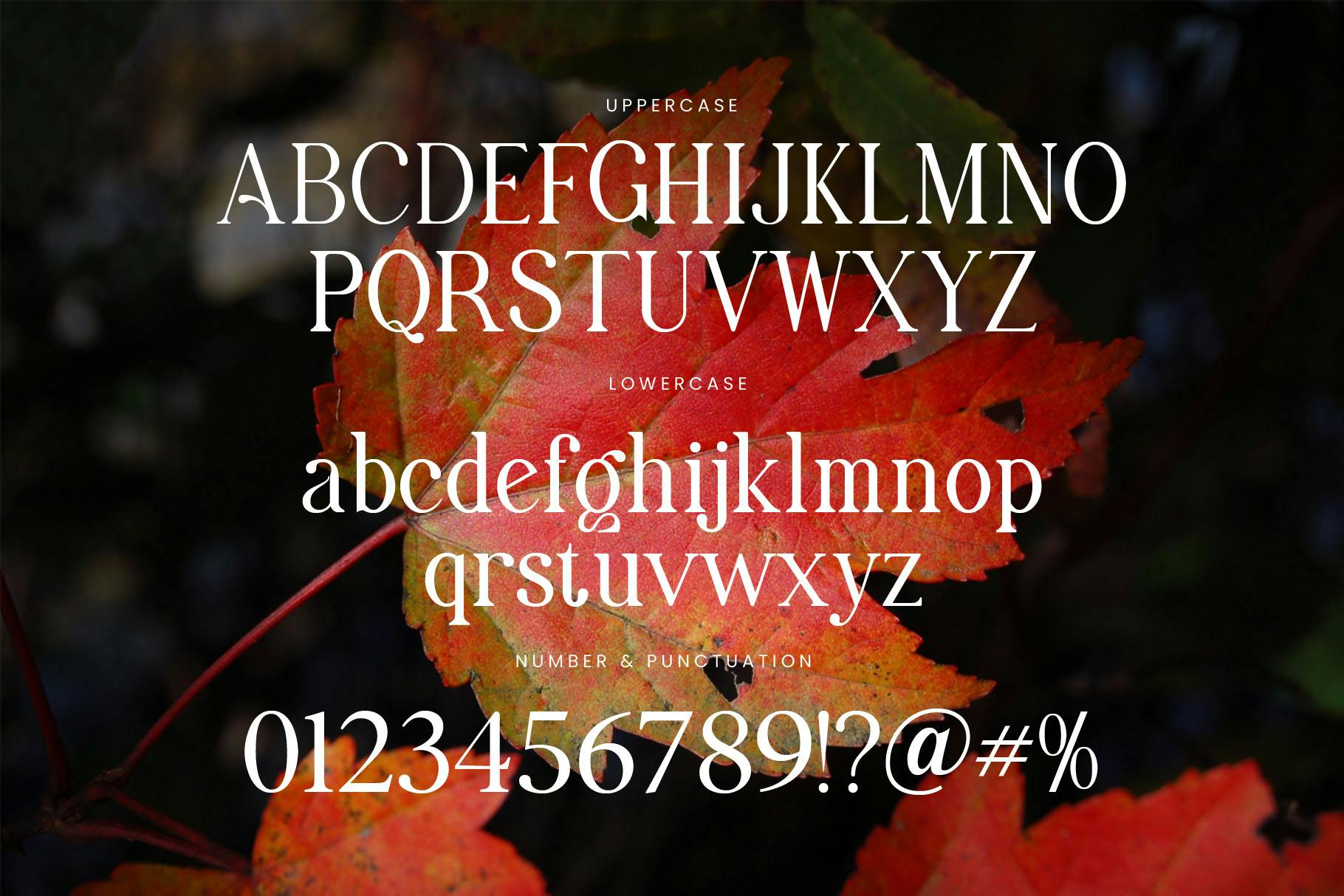 حداکثر فونت Serif Elegant Family Visionary
